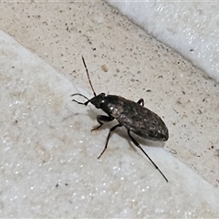 Lygaeoidea sp. (superfamily) at Hawker, ACT - suppressed