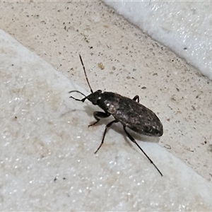 Lygaeoidea sp. (superfamily) at Hawker, ACT - suppressed