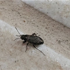 Lygaeoidea sp. (superfamily) at Hawker, ACT - suppressed