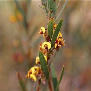 Daviesia mimosoides at Booth, ACT - 16 Nov 2024