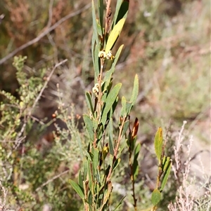 Daviesia mimosoides at Booth, ACT - 16 Nov 2024