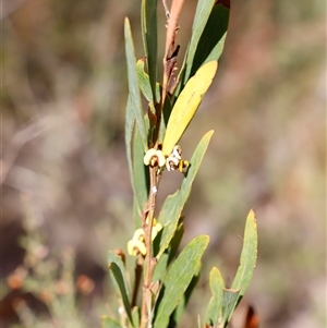 Daviesia mimosoides at Booth, ACT - 16 Nov 2024