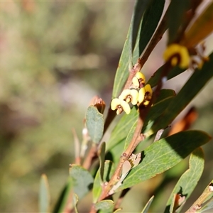 Daviesia mimosoides at Booth, ACT - 16 Nov 2024