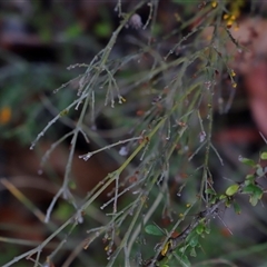 Mirbelia oxylobioides (Mountain Mirbelia) at Booth, ACT - 16 Nov 2024 by JimL