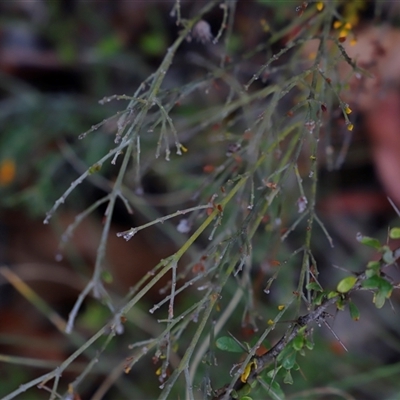 Mirbelia oxylobioides (Mountain Mirbelia) at Booth, ACT - 16 Nov 2024 by JimL