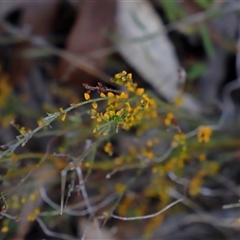 Mirbelia oxylobioides at Booth, ACT - 16 Nov 2024 09:34 AM