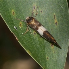 Anestia semiochrea (Marbled Footman) at Freshwater Creek, VIC - 16 Nov 2024 by WendyEM