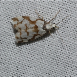Chiriphe dichotoma at Freshwater Creek, VIC - 17 Nov 2024 03:13 AM