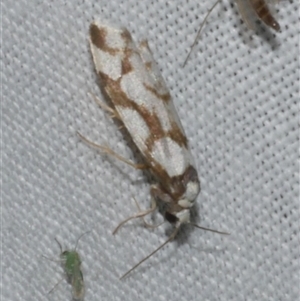 Chiriphe dichotoma at Freshwater Creek, VIC - 17 Nov 2024 03:13 AM