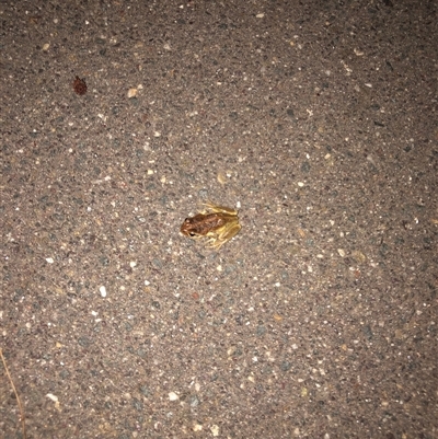 Litoria verreauxii verreauxii (Whistling Tree-frog) at Dunlop, ACT - 17 Nov 2024 by ploffskinpluffskin