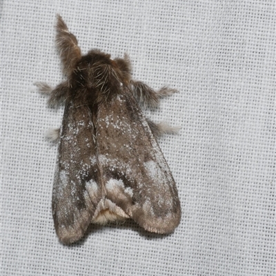 Euproctis marginalis (Margined Browntail Moth) at Freshwater Creek, VIC - 17 Nov 2024 by WendyEM