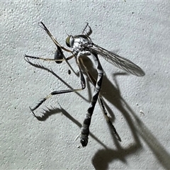 Leptogaster sp. (Thin-tailed robber fly) at Ainslie, ACT - 6 Nov 2024 by Pirom