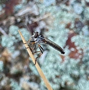 Cerdistus varifemoratus at Ainslie, ACT - 16 Nov 2024 06:02 PM