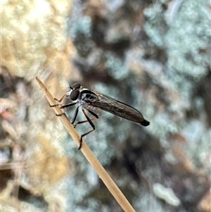 Cerdistus varifemoratus at Ainslie, ACT - 16 Nov 2024 06:02 PM