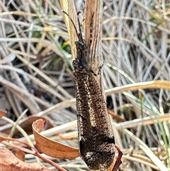 Glenoleon pulchellus (Antlion lacewing) at Ainslie, ACT - 16 Nov 2024 by Pirom