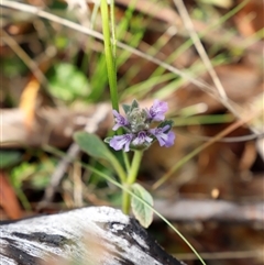 Ajuga australis (Austral Bugle) at Booth, ACT - 16 Nov 2024 by JimL