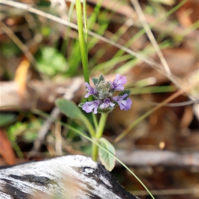 Ajuga australis (Austral Bugle) at Booth, ACT - 15 Nov 2024 by JimL