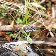 Ajuga australis at Booth, ACT - 16 Nov 2024 09:35 AM