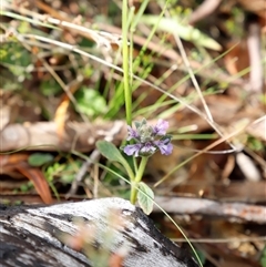 Ajuga australis at Booth, ACT - 16 Nov 2024 09:35 AM