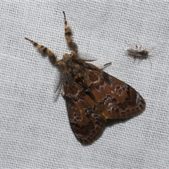 Orgyia anartoides (Painted Apple Moth) at Freshwater Creek, VIC - 16 Nov 2024 by WendyEM