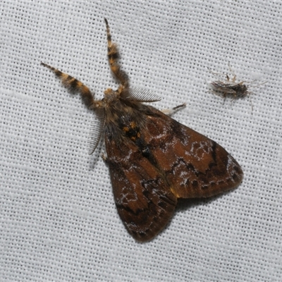 Orgyia anartoides (Painted Apple Moth) at Freshwater Creek, VIC - 16 Nov 2024 by WendyEM