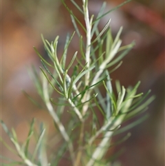 Ozothamnus thyrsoideus (Sticky Everlasting) at Booth, ACT - 15 Nov 2024 by JimL