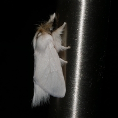 Trichiocercus sparshalli (Sparshall's Moth) at Freshwater Creek, VIC - 17 Nov 2024 by WendyEM