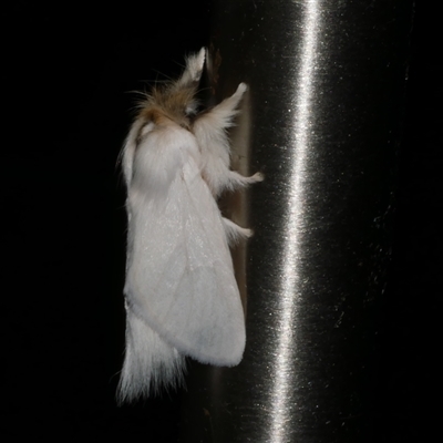 Trichiocercus sparshalli (Sparshall's Moth) at Freshwater Creek, VIC - 17 Nov 2024 by WendyEM