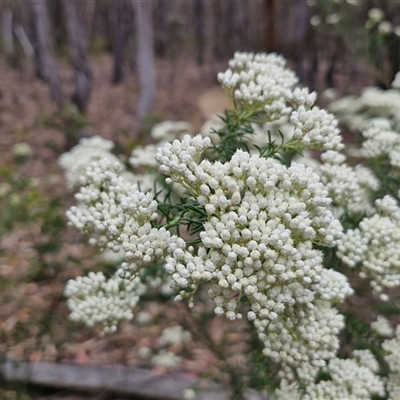 Ozothamnus diosmifolius (Rice Flower, White Dogwood, Sago Bush) at Gundary, NSW - 17 Nov 2024 by trevorpreston