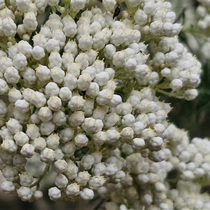 Ozothamnus diosmifolius at Gundary, NSW - 17 Nov 2024 01:57 PM