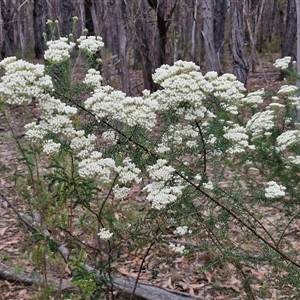 Ozothamnus diosmifolius at Gundary, NSW - 17 Nov 2024 01:57 PM