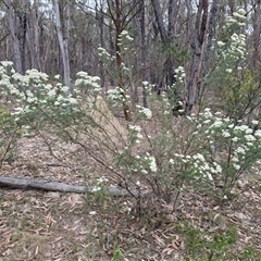 Ozothamnus diosmifolius at Gundary, NSW - 17 Nov 2024 01:57 PM