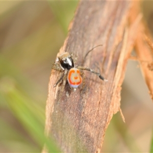 Maratus pavonis at Bungonia, NSW - 16 Nov 2024