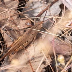 Goniaea australasiae (Gumleaf grasshopper) at Bungonia, NSW - 16 Nov 2024 by Aussiegall