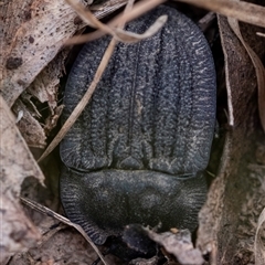 Saragus marginellus at Bungonia, NSW - 17 Nov 2024 by Aussiegall