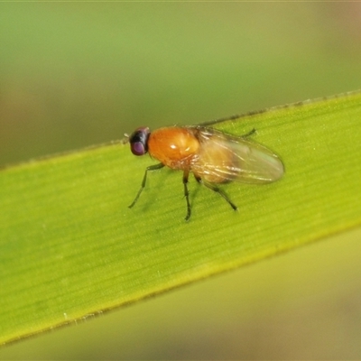 Sapromyza sp. (genus) (A lauxaniid fly) at Bungonia, NSW - 16 Nov 2024 by Harrisi