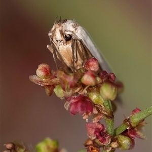 Philobota productella at Bungonia, NSW - 17 Nov 2024