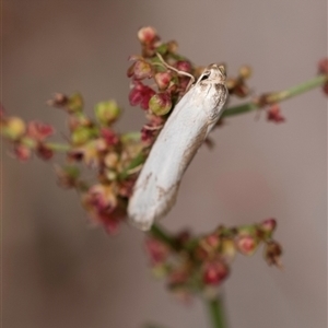 Philobota productella at Bungonia, NSW - 17 Nov 2024