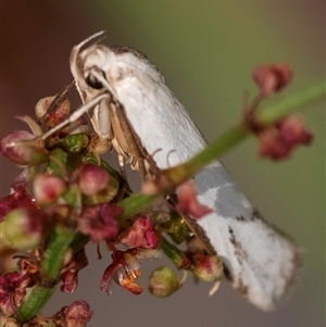 Philobota productella at Bungonia, NSW - 17 Nov 2024 10:42 AM