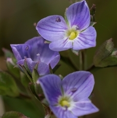 Veronica gracilis (Slender Speedwell) at Bungonia, NSW - 17 Nov 2024 by Aussiegall