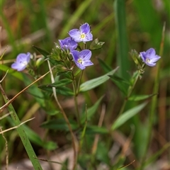 Veronica gracilis at Bungonia, NSW - 17 Nov 2024 10:43 AM