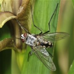 Dexiini (tribe) (A bristle fly) at Bungonia, NSW - 15 Nov 2024 by Harrisi