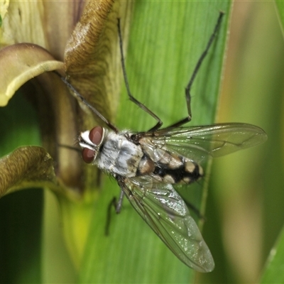 Dexiini (tribe) (A bristle fly) at Bungonia, NSW - 15 Nov 2024 by Harrisi