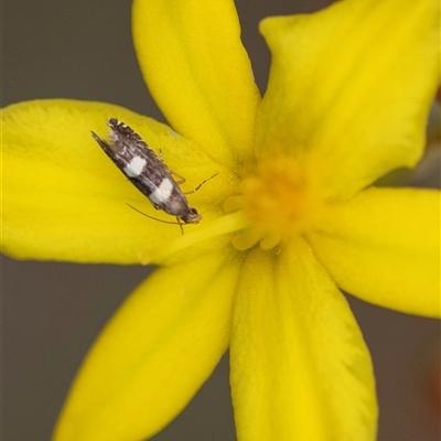 Glyphipterix chrysoplanetis (A Sedge Moth) at Bungonia, NSW - 17 Nov 2024 by Aussiegall