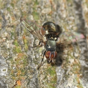 Platystomatidae (family) at Bungonia, NSW - 16 Nov 2024 10:08 AM