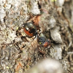 Platystomatidae (family) at Bungonia, NSW - 16 Nov 2024 10:08 AM