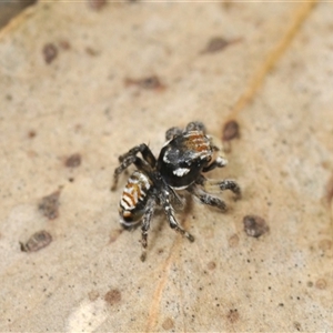 Maratus plumosus at Bungonia, NSW - 16 Nov 2024 11:04 AM