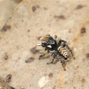 Maratus plumosus at Bungonia, NSW - 16 Nov 2024 11:04 AM