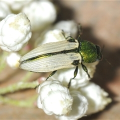 Castiarina sexguttata at Bungonia, NSW - 16 Nov 2024 by Harrisi