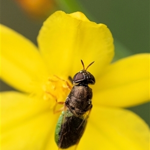 Odontomyia opertanea at Bungonia, NSW - 17 Nov 2024